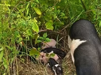 Säue, Schweine — Foto 3
