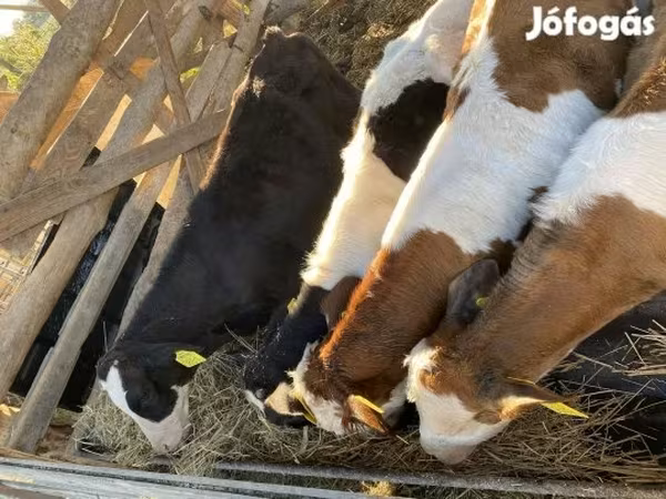 Bika, Simmental cattle — Magyarország