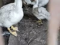 Ducks — 1-сурет