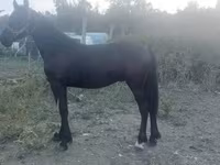 Айғыр, Friesian — 3-сурет