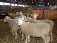 Қошқар, Dorset horn sheep — 2-сурет