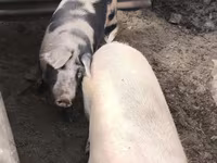 Säue, Schweine — Foto 2