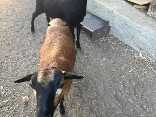Koza, Nigerian dwarf goats — Maďarsko