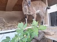 母山羊, Dutch Landrace goats — 照片 2