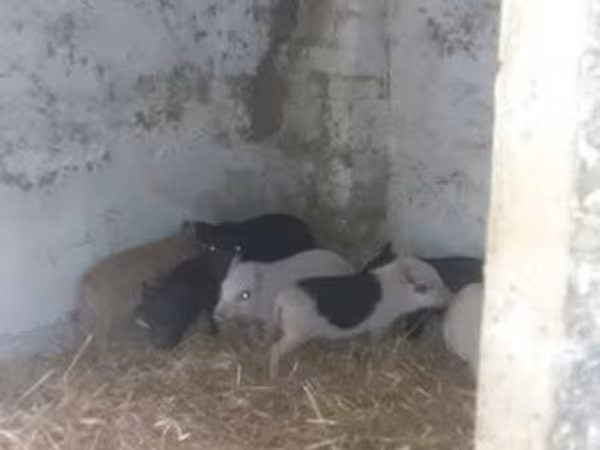 Boar,  — Hungary