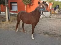 Yegua, Caballos — foto 2