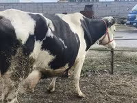 Vaca, Raça Holstein — foto 6