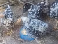Poule danoise — photo 4