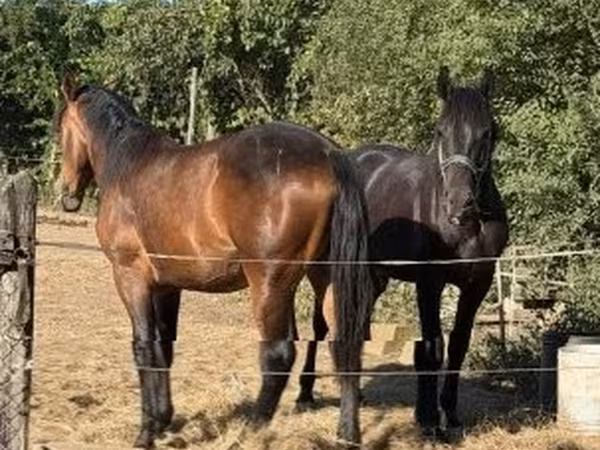 Égua, Cavalos — Hungria