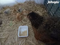 Chickens — फ़ोटो 2