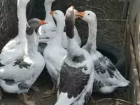 Geese — الصورة 2
