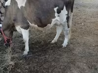 母牛, Holstein breed — 照片 1