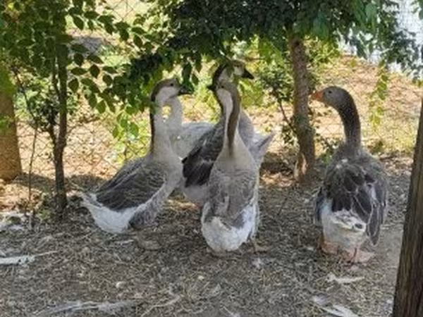 Grå og Gråbrogede Danske Gås — Hungary