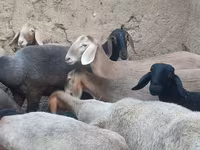 Juh, Arashan sheep — 4. fotó