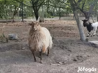 Oveja, Racka sheep — foto 4