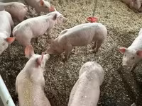 Schweine (Partie, Geschlecht nicht angegeben), Гипор — Foto 4