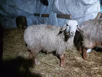 Қошқар, Arashan sheep — 1-сурет