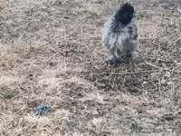 Silkie — foto 1