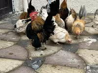 Chickens — 1-сурет