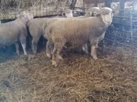 公羊, Ile-de-France sheep — 照片 4