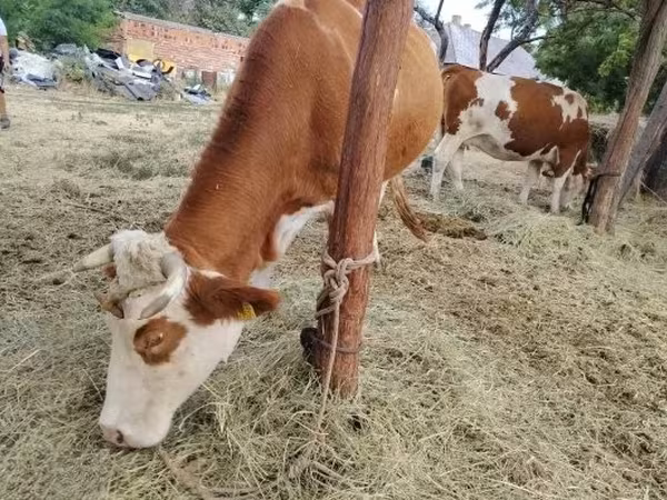 Vache, Race grise hongroise — Hongrie
