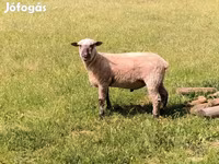 Kos, Shroshire sheep — 4. fotó