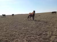 母马, Mugalzhar horse — 照片 3