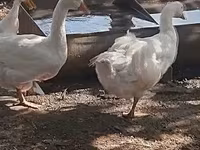 Geese — zdjęcie 2