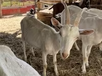 公山羊, Saanen goat — 照片 1