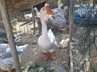 Geese — foto 4