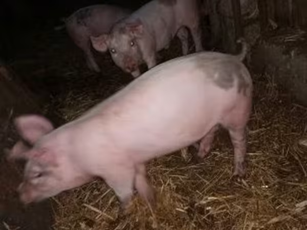 Pigs (batch, sex not specified), Дюрок