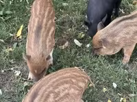 猪（批次，未指定性别）, Вьетнамская вислобрюхая — 照片 1