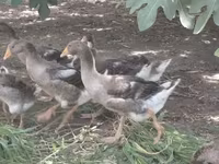 Geese — الصورة 1