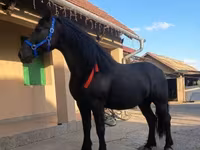 فرس, Friesian — الصورة 3
