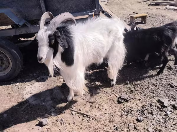 Nőstény kecske, Angora goats
