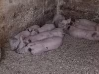 Sow, Pigs — photo 5