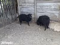 Juh, Baerchuke sheep — 2. fotó