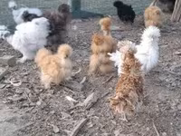 डेनिश हेन — फ़ोटो 5