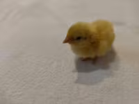 Quails — foto 8