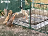 इंडियन रनर — फ़ोटो 4