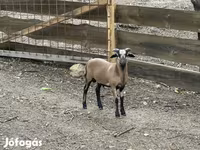 Kos, Cameroon sheep — 1. fotó