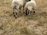 Sheep, Cerry Hill sheep — photo 2