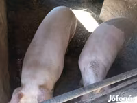 Säue, Schweine — Foto 5