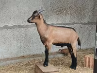 公山羊, Alpine goat — 照片 3