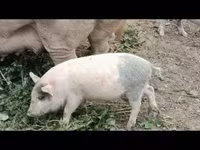 सूअर (लॉट, लिंग निर्दिष्ट नहीं), सूअर — फ़ोटो 1