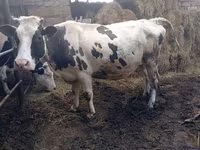 Cattle (batch, sex not specified), Russian Black pied cattle — photo 3