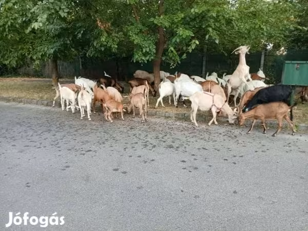 Коза, Козлы — Венгрия