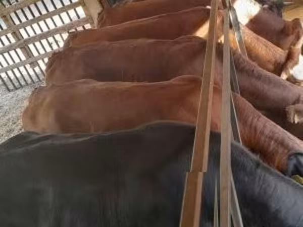 Kuh, Simmental cattle — Ungarn