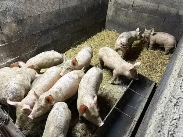 Suínos (lote, sexo não especificado), Porcos — Hungria