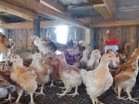 Chickens — photo 4